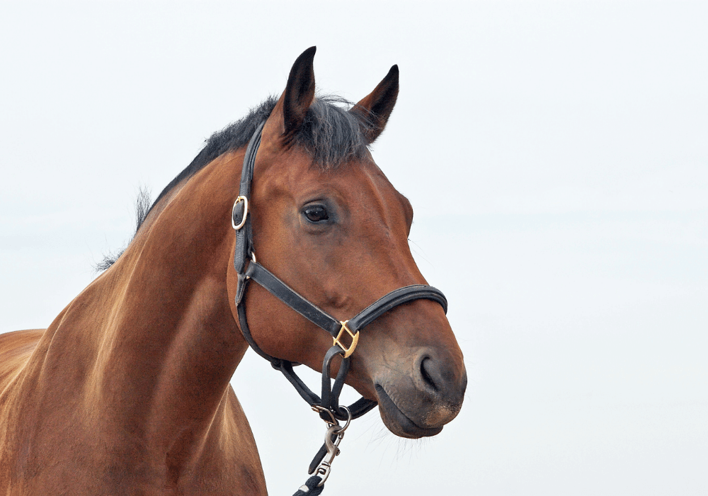 equine strangles treatment